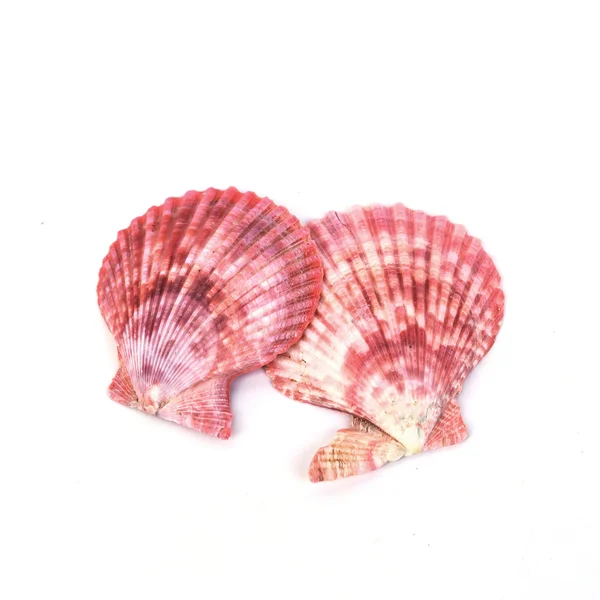 Sea shell on white background — Stock Photo, Image