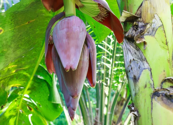 Bananenstrauß im Garten. — Stockfoto