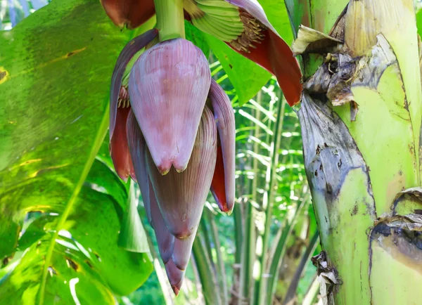 Um bando de bananas no jardim . — Fotografia de Stock