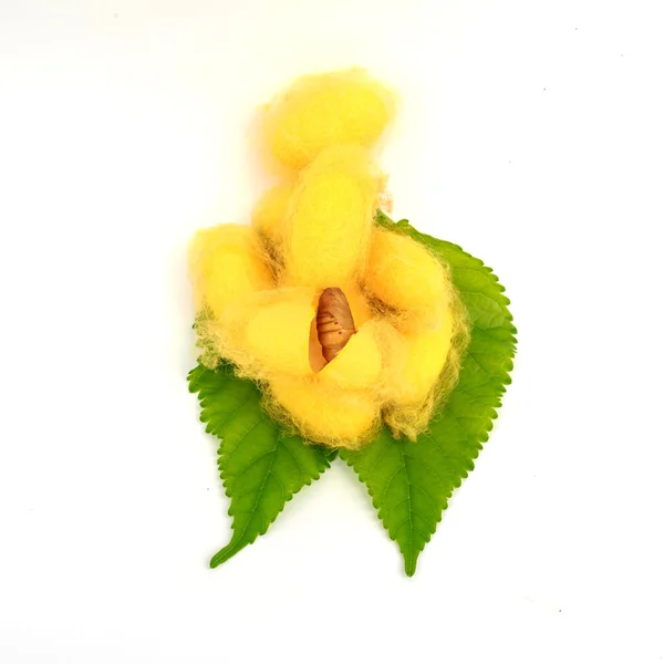 Silk Cocoons with Silk Worm on Green Mulberry Leaf — Stock Photo, Image