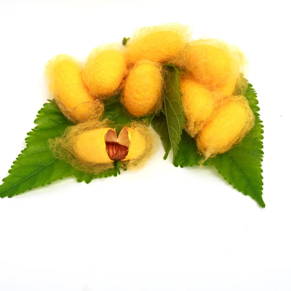 Silk Cocoons with Silk Worm on Green Mulberry Leaf Stock Picture