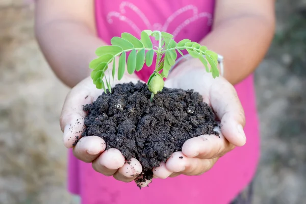 Mãos segurando planta jovem — Fotografia de Stock