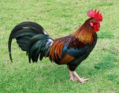 Erkek ufak tefek yürüme. Gallus gallus