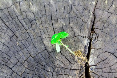 Yeşil yaprakları ile ahşap güdük