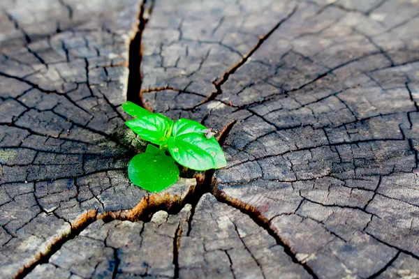 Novo desenvolvimento e renovação como um conceito de negócio de sucesso de liderança emergente como uma velha árvore cortada e uma forte plântula crescendo no tronco central como um conceito de apoio à construção de um futuro. — Fotografia de Stock