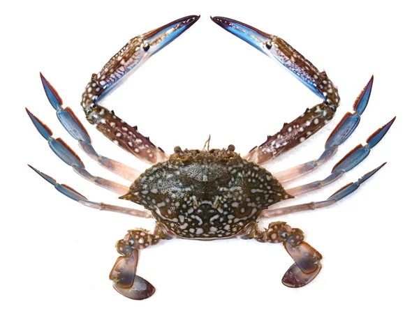 Crabe bleu isolé sur fond blanc — Photo