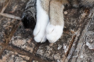 Kedi pençe arka planı için