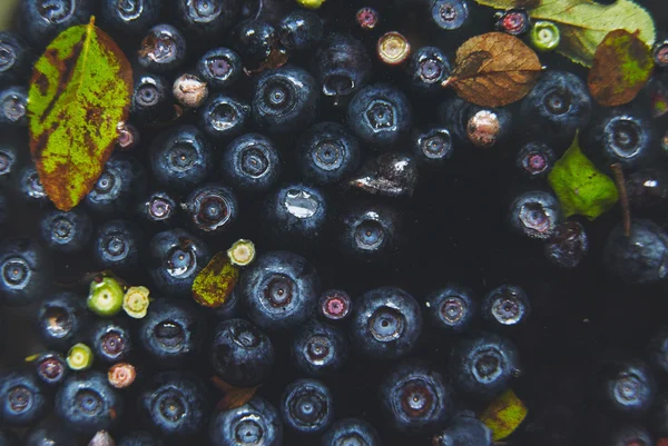 Delicious fresh blueberries — Stock Photo, Image