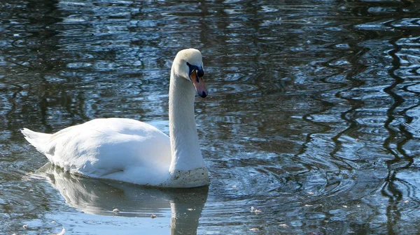 White swan in a being — Stock Photo, Image