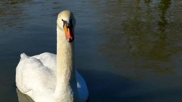 Cisne branco em um ser — Fotografia de Stock