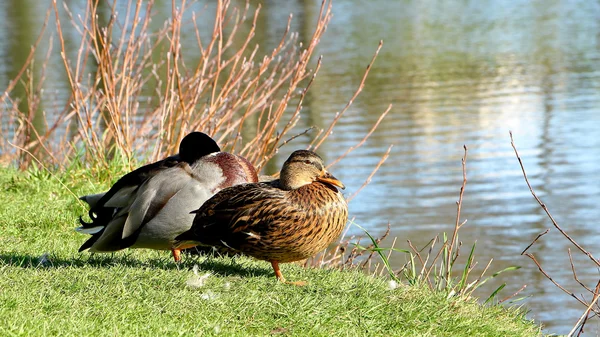 Πάπια mallard στο γρασίδι — Φωτογραφία Αρχείου