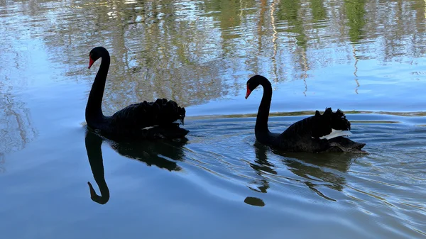 Black Swan Lake — Stock Photo, Image