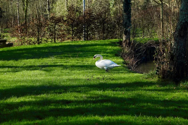 Weißer Schwan in einem Wesen — Stockfoto