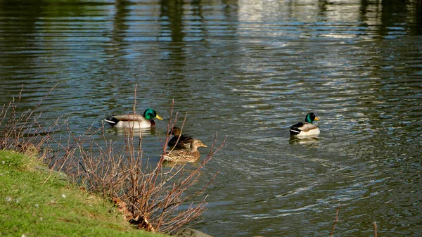 Wilde eend op het gras — Stockfoto