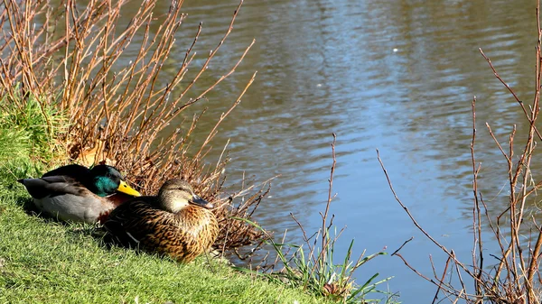 Πάπια mallard στο γρασίδι — Φωτογραφία Αρχείου