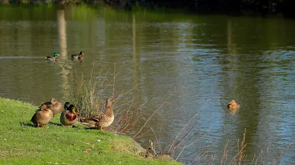 Πάπια mallard στο γρασίδι — Φωτογραφία Αρχείου