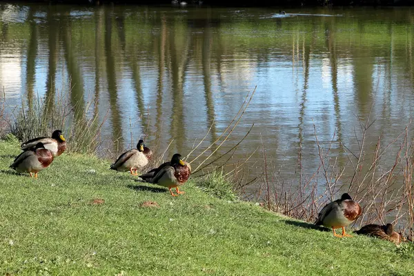 Πάπια mallard στο γρασίδι — Φωτογραφία Αρχείου