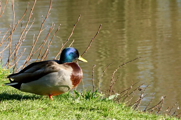 Πάπια mallard στο γρασίδι — Φωτογραφία Αρχείου