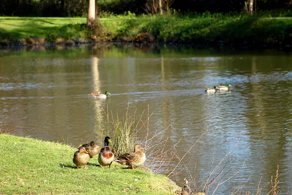 Πάπια mallard στο γρασίδι — Φωτογραφία Αρχείου