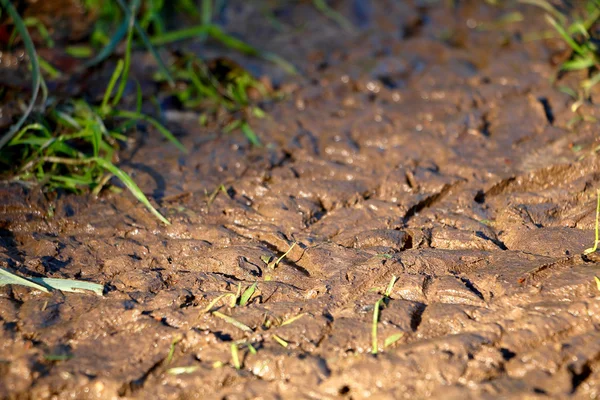 Duck footprint in the ground — Stock Photo, Image