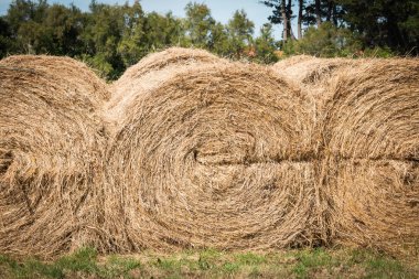 Samanlık bir alanında uyumlu