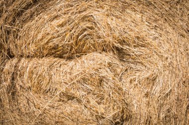 Samanlık yakın çekim