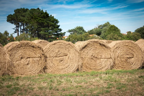 A mező igazítva szénakazalban — Stock Fotó