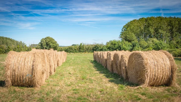 Pagliaio allineato in un campo — Foto Stock