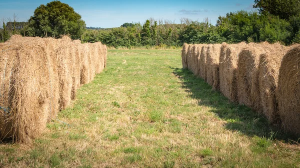 A mező igazítva szénakazalban — Stock Fotó