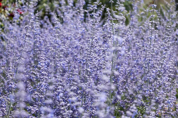 Flor de salvia rusa primer plano —  Fotos de Stock