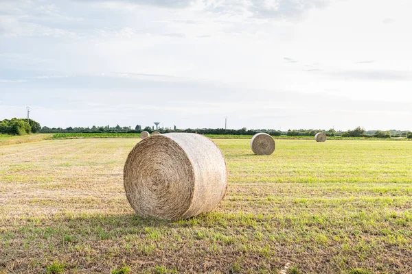 Balle Foin Dans Une Prairie Côté Champ Tournesol Mûr France — Photo