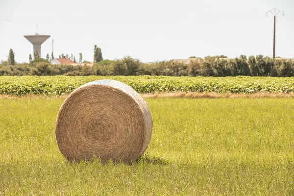 Balle Foin Dans Une Prairie Côté Champ Tournesol Mûr France — Photo