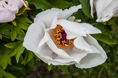 Ağaç Şakayık Çiçeği bush tam Bloom