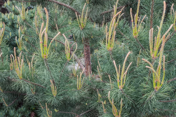 Coniferous branch with fresh cones. Nature — Stock Photo, Image