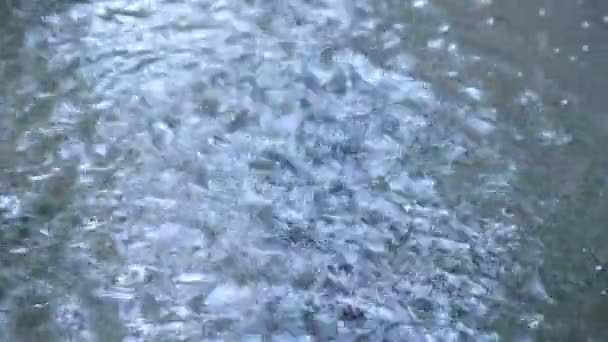 Des gouttes de pluie tombent dans une flaque. Il pleut dehors. — Video