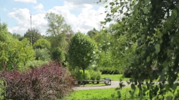 Green trees. A beautiful lawn in the sunshine day — Stock Video