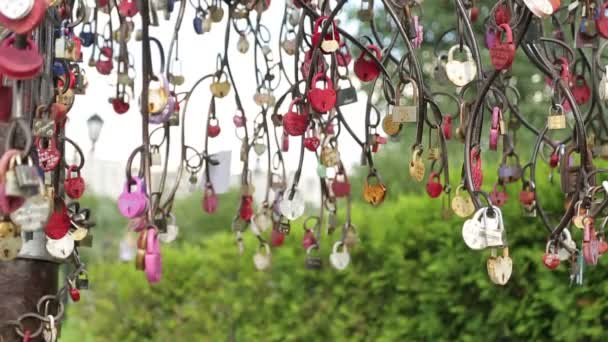 Árbol con cerraduras. Tradiciones de boda — Vídeo de stock