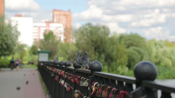 Голуби сидят на перилах. Птичьи перья чистый день возле воды в парке . — стоковое видео