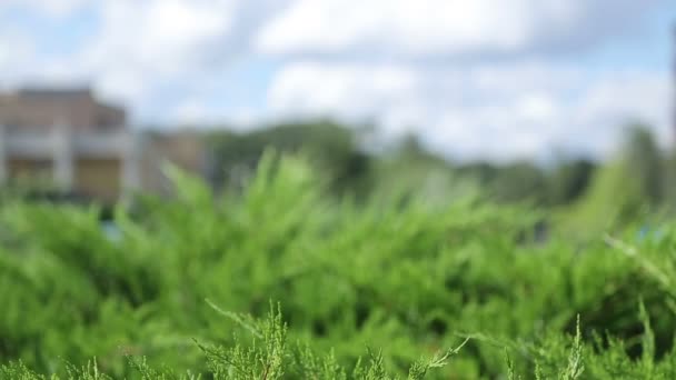 Hermosos arbustos verdes cerca del mirador en la orilla del estanque. Zonas verdes en el verano en el parque de la ciudad — Vídeos de Stock