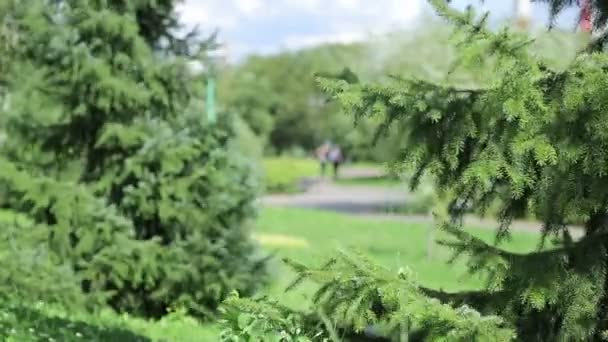 Gröna träd. En vacker gräsmatta i solsken dag i parken — Stockvideo
