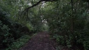 Korkunç orman gece, birinci şahıs manzaraya. Ormanın içinde ürkütücü bir yere adam gider