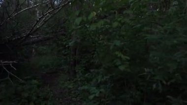 Korkunç orman gece, birinci şahıs manzaraya. Ormanın içinde ürkütücü bir yere adam gider