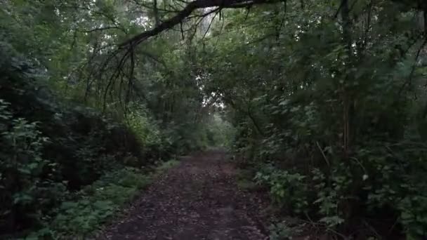 Enge bos bij nacht, first person view. Man gaat op een angstaanjagende plek in het bos — Stockvideo