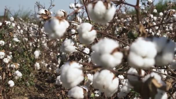 Flores blancas esponjosas de plantas de algodón seco que crecen en el campo — Vídeos de Stock