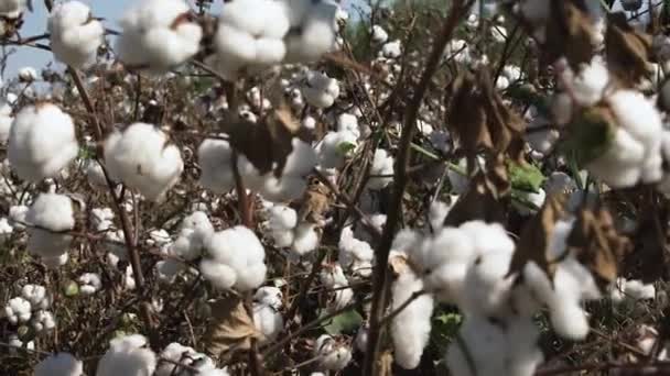 Torra bomullsbuskar med vita blommor och blad på kvistar — Stockvideo