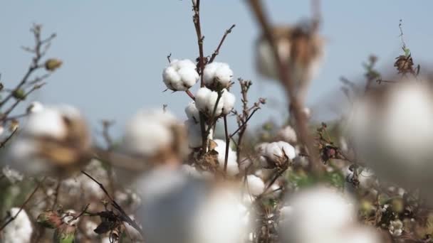 Thin twigs of cotton plants with white flower bolls on field — Stock Video