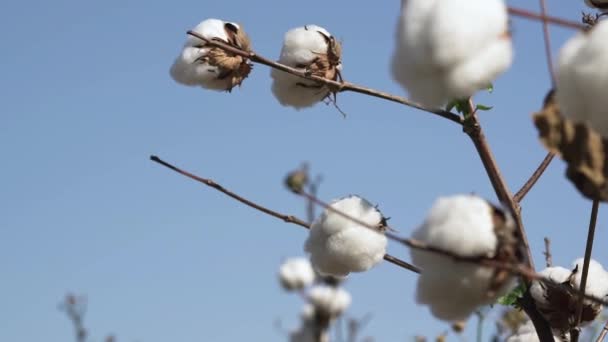 Los arbustos de algodón con bolas crecen en el campo ancho al viento ligero — Vídeos de Stock