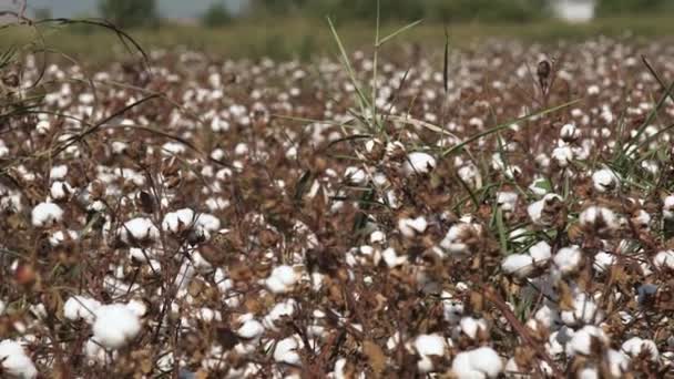 Movimiento a lo largo de arbustos de algodón con bols y hojas en ramitas — Vídeos de Stock