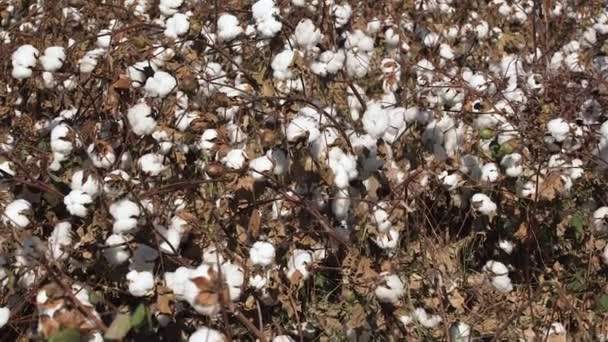 Arbustos de algodón con flores blancas en ramitas crecen en el campo — Vídeos de Stock