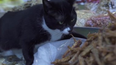 Şirin kedi Çin marketinin vitrininden kurutulmuş balığı alıyor.